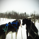 Illustration for article titled Where the Dogs Are: A Dogsledding Photo Diary